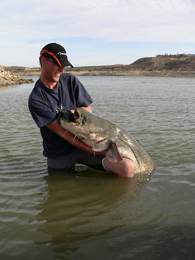Monster Cat Fish Terpancing Gambar Gambar Ikan Monster Cat Fish Terpancing Gambar Gambar Ikan